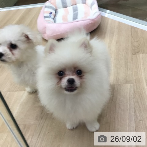 福島県のポメラニアン (ペットプラス 福島店/2026年6月24日生まれ/男の子/クリーム)の子犬の3枚目の画像