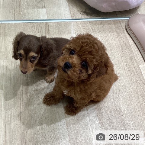 宮城県のトイプードル(トイ) (ペットプラス 名取店/2026年6月26日生まれ/女の子/レッドフォーン)の子犬の3枚目の画像
