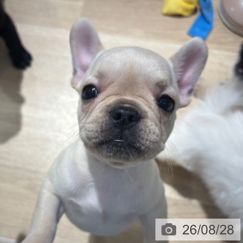 フレンチ・ブルドッグの写真