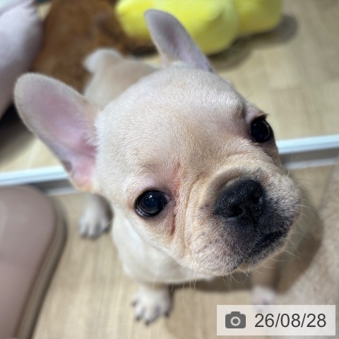 フレンチ・ブルドッグの写真