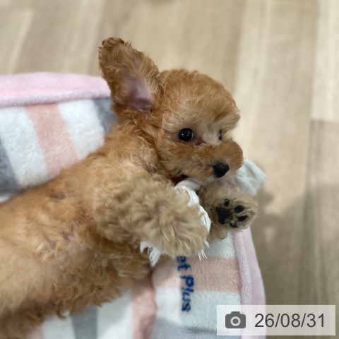 東京都のトイプードル(トイ) (ペットプラス 大井町トラックス店/2026年6月26日生まれ/男の子/アプリコット)の子犬の4枚目の画像