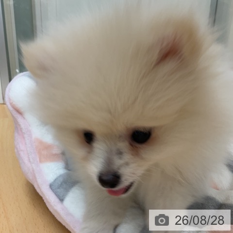 ポメラニアンの写真