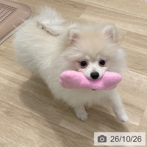 ポメラニアンの写真