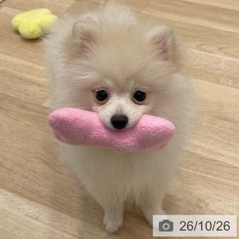 ポメラニアンの写真