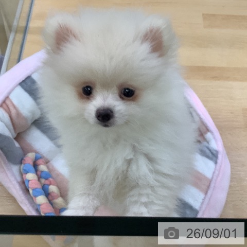 埼玉県のポメラニアン (ペットプラス 羽生店/2026年6月26日生まれ/女の子/クリーム)の子犬の4枚目の画像