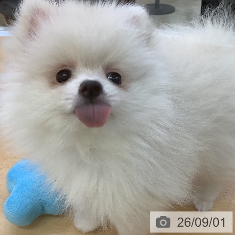 埼玉県のポメラニアン (ペットプラス 羽生店/2026年6月26日生まれ/女の子/クリーム)の子犬の3枚目の画像