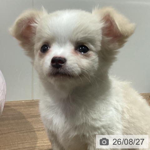 チワワの写真
