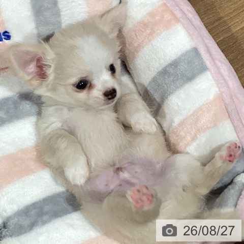 チワワの写真