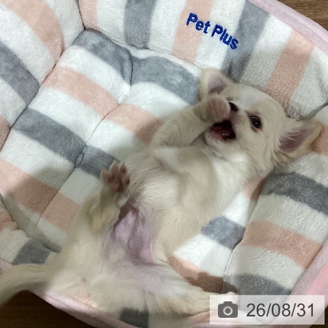 鳥取県のチワワ(ロング) (ペッツワン 日吉津店/2026年6月26日生まれ/男の子/クリームホワイト)の子犬の3枚目の画像