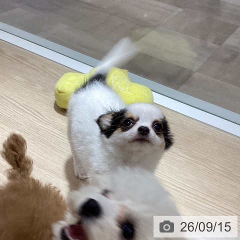 チワワの写真