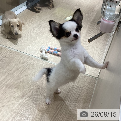 岡山県のチワワ(ロング) (ペッツワン 岡山南店/2026年6月26日生まれ/女の子/ホワイトブラックタン)の子犬の3枚目の画像