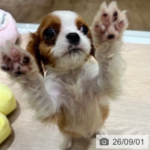 大阪府のキャバリアキングチャールズスパニエル (ペットプラス 堺鉄砲町店/2026年6月26日生まれ/女の子/ブレンハイム)の子犬の3枚目の画像