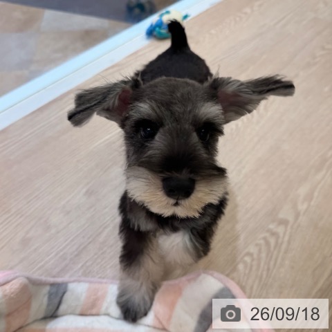 大阪府のミニチュアシュナウザー (ペットプラス 大阪ドームシティ店/2026年6月21日生まれ/男の子/ソルトペッパー)の子犬の4枚目の画像