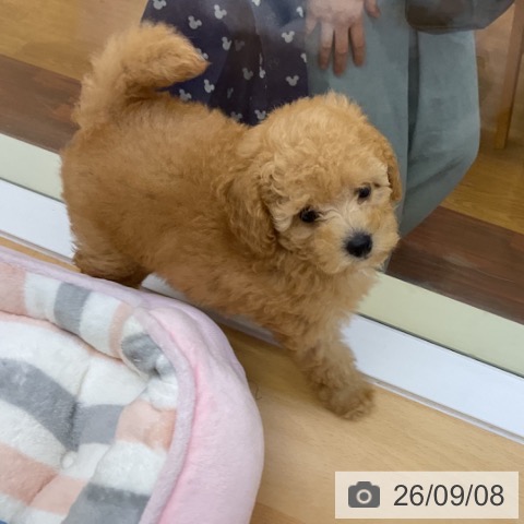 岡山県のトイプードル(トイ) (ペッツワン 岡山南店/2026年6月29日生まれ/男の子/アプリコット)の子犬の4枚目の画像