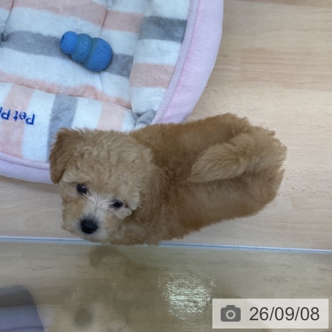 岡山県のトイプードル(トイ) (ペッツワン 岡山南店/2026年6月29日生まれ/男の子/アプリコット)の子犬の3枚目の画像