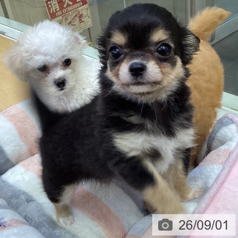 チワワの写真