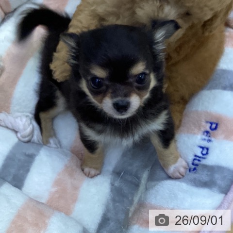 チワワの写真
