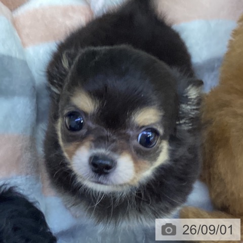 チワワの写真