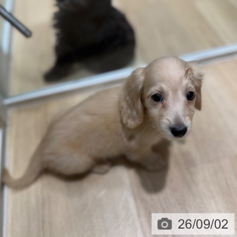 ミニチュア・ダックスフンドの写真