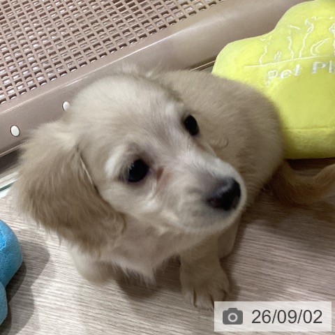 岡山県のミニチュアダックスフンド(ロング) (ペットプラス 岡山店/2026年7月1日生まれ/女の子/クリーム)の子犬の3枚目の画像