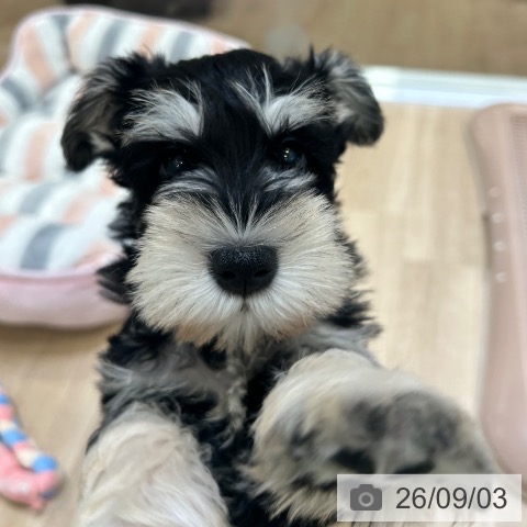 ミニチュア・シュナウザーの写真