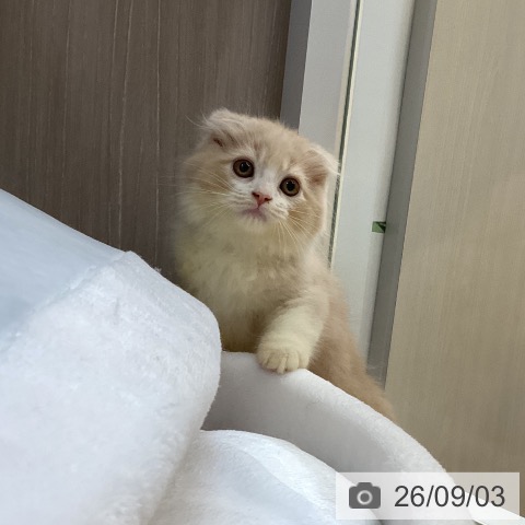 スコティッシュフォールドの写真