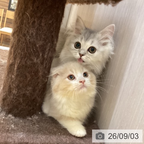 スコティッシュフォールドの写真
