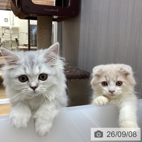 徳島県のスコティッシュフォールド (ペットプラス 徳島店/2026年6月26日生まれ/男の子/クリームタビーホワイト)の子猫の4枚目の画像
