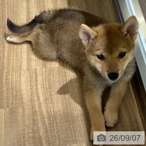 鳥取県の柴犬(標準サイズ) (ペッツワン 日吉津店/2026年6月25日生まれ/男の子/赤)の子犬の4枚目の画像