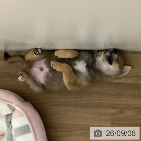 鳥取県の柴犬(標準サイズ) (ペッツワン 日吉津店/2026年6月25日生まれ/男の子/赤)の子犬の3枚目の画像