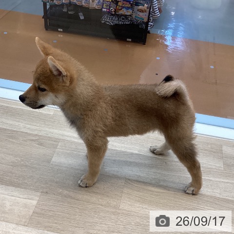 愛媛県の柴犬(標準サイズ) (ペットプラス 新居浜店/2026年6月25日生まれ/男の子/赤)の子犬の4枚目の画像