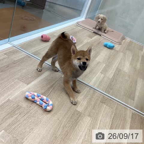 愛媛県の柴犬(標準サイズ) (ペットプラス 新居浜店/2026年6月25日生まれ/男の子/赤)の子犬の3枚目の画像