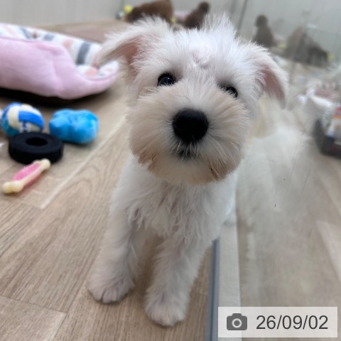 ミニチュア・シュナウザーの写真