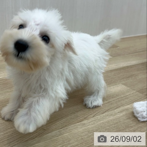 ミニチュア・シュナウザーの写真