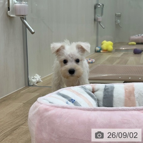 ミニチュア・シュナウザーの写真
