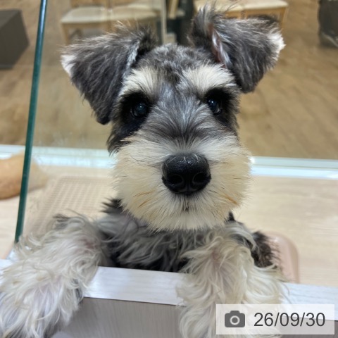 大阪府のミニチュアシュナウザー (ペットプラス 堺鉄砲町店/2026年7月3日生まれ/男の子/ソルトペッパー)の子犬の4枚目の画像