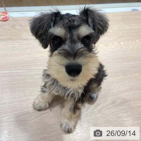 大阪府のミニチュアシュナウザー (ペットプラス 堺鉄砲町店/2026年7月3日生まれ/男の子/ソルトペッパー)の子犬の3枚目の画像
