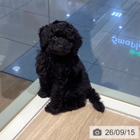 東京都のトイプードル(トイ) (ペットプラス 東久留米店/2026年7月3日生まれ/男の子/ブラック)の子犬の3枚目の画像