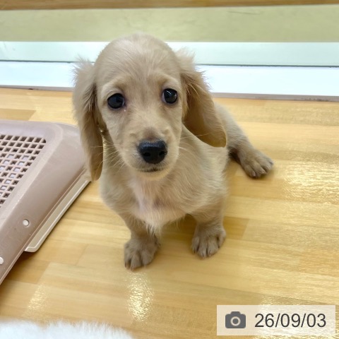 ミニチュア・ダックスフンドの写真