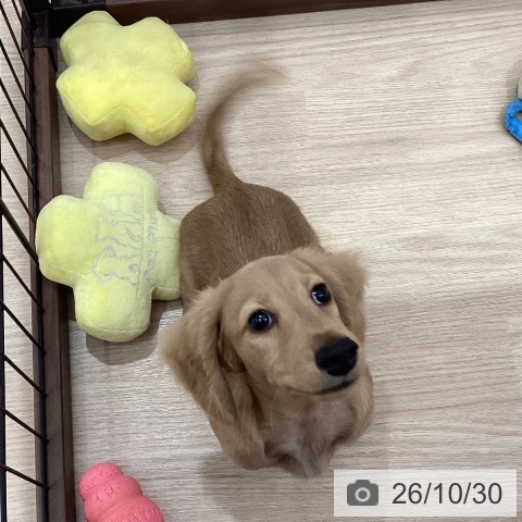 徳島県のミニチュアダックスフンド(ロング) (ペットプラス 徳島店/2026年7月4日生まれ/男の子/イエロー)の子犬の3枚目の画像