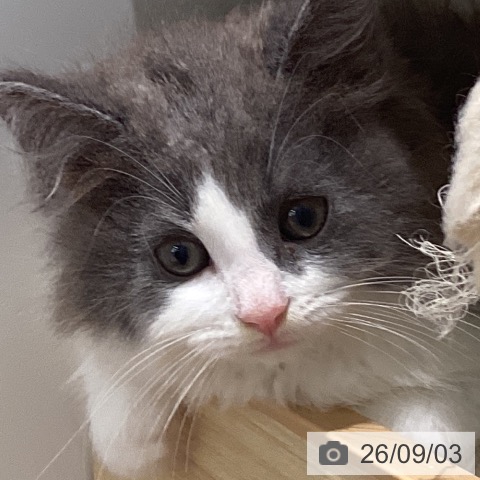 鳥取県のノルウェージャンフォレストキャット (ペッツワン 日吉津店/2026年7月2日生まれ/男の子/ブルーホワイト)の子猫の3枚目の画像