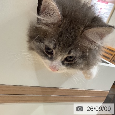 岡山県のノルウェージャンフォレストキャット (ペットプラス 岡山店/2026年7月2日生まれ/男の子/ブルータビーホワイト)の子猫の4枚目の画像