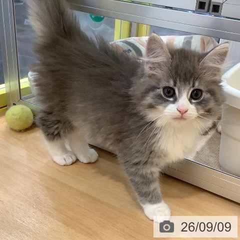 岡山県のノルウェージャンフォレストキャット (ペットプラス 岡山店/2026年7月2日生まれ/男の子/ブルータビーホワイト)の子猫の3枚目の画像