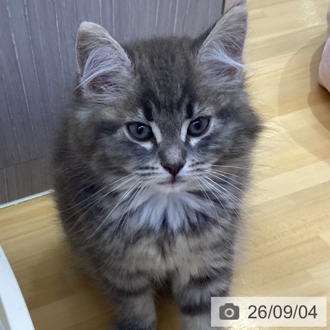ノルウェージャンフォレストキャットの写真