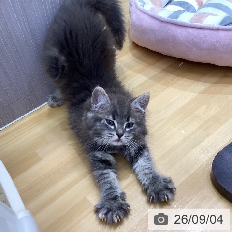 ノルウェージャンフォレストキャットの写真