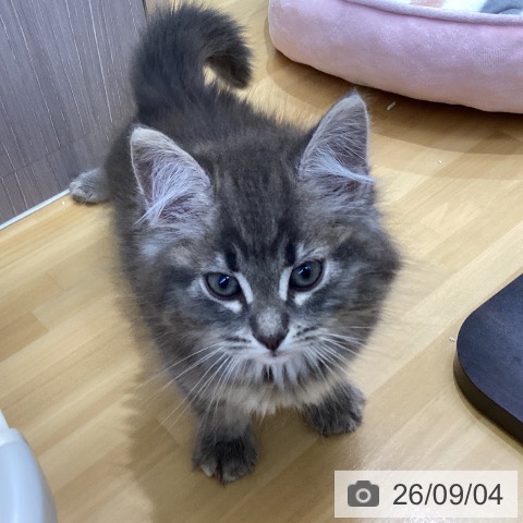 ノルウェージャンフォレストキャットの写真