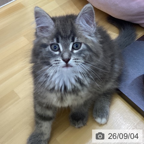 ノルウェージャンフォレストキャットの写真