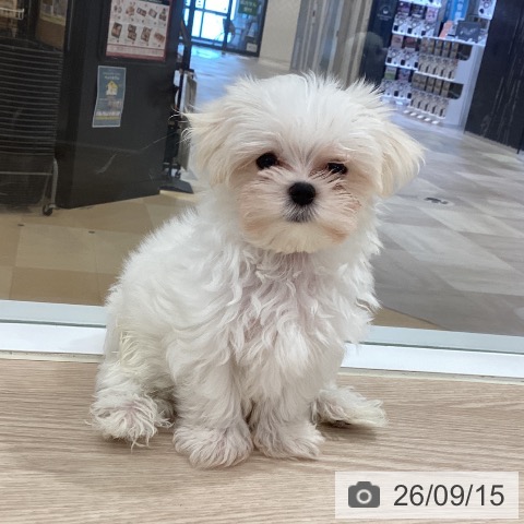 徳島県のマルチーズ (ペットプラス 徳島店/2026年7月3日生まれ/男の子/ホワイト)の子犬の4枚目の画像