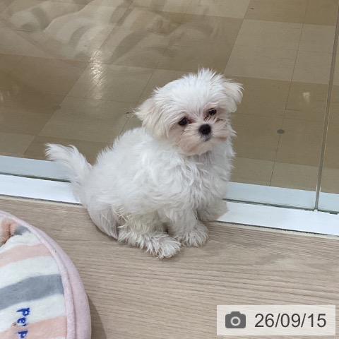 徳島県のマルチーズ (ペットプラス 徳島店/2026年7月3日生まれ/男の子/ホワイト)の子犬の3枚目の画像