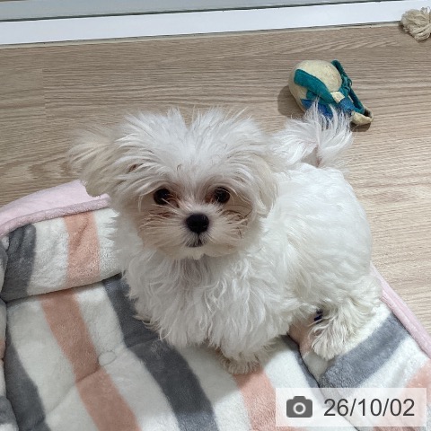 岡山県のマルチーズ (ペッツワン 岡山南店/2026年7月3日生まれ/男の子/ホワイト)の子犬の3枚目の画像